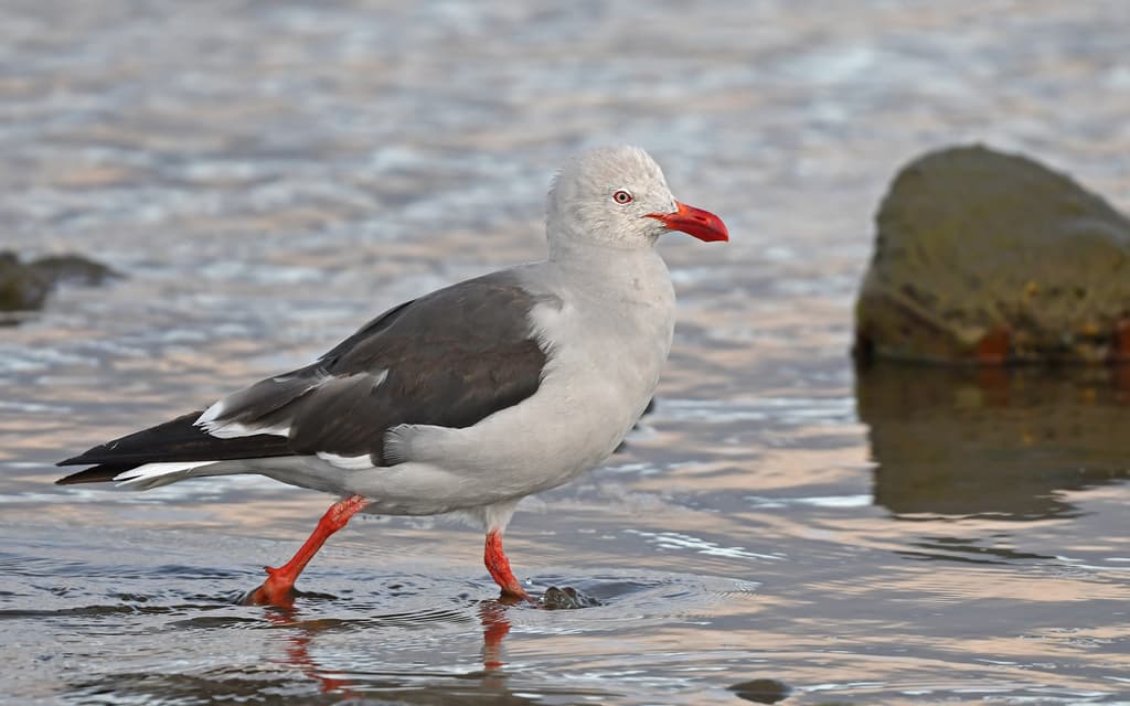 Dolphin Gull｜豚鸥 / 海豚鸥 参考照片