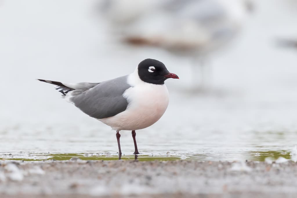 Franklin’s Gull｜富兰克林鸥 参考照片