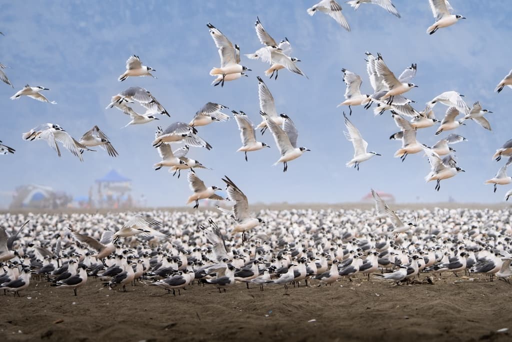 Franklin’s Gull｜富兰克林鸥 参考照片