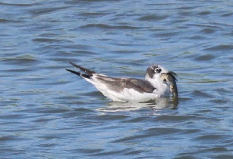 Franklin’s Gull｜富兰克林鸥 参考照片