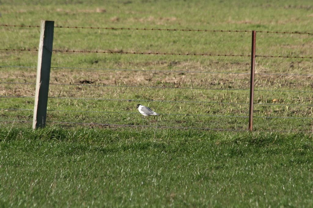 Franklin’s Gull｜富兰克林鸥 参考照片