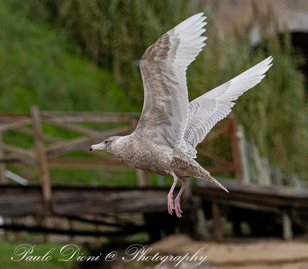 Glaucous Gull｜白翅银鸥 参考照片