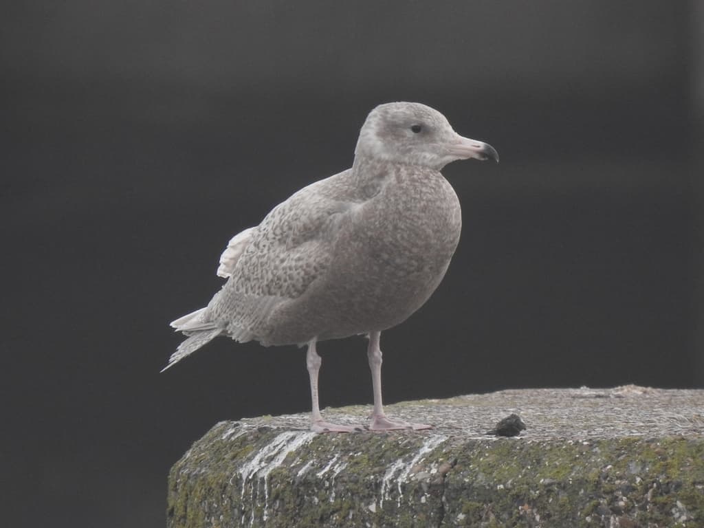 Glaucous Gull｜白翅银鸥 参考照片