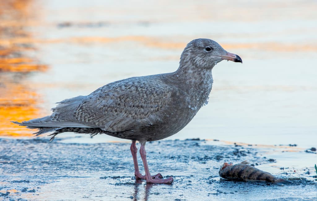 Glaucous Gull｜白翅银鸥 参考照片