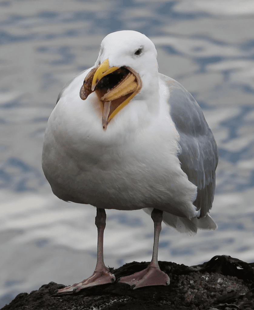 Glaucous-winged Gull｜灰翅鸥 参考照片