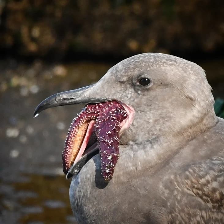 Glaucous-winged Gull｜灰翅鸥 参考照片