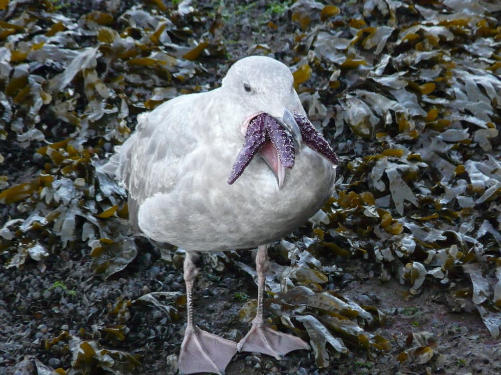 Glaucous-winged Gull｜灰翅鸥 参考照片