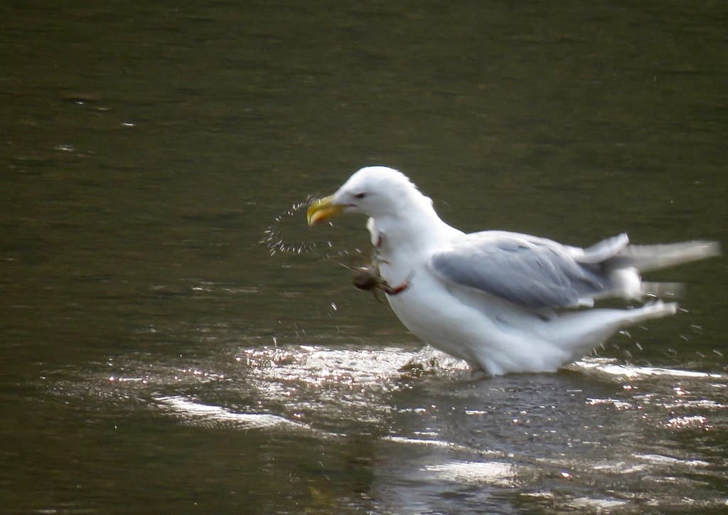 Glaucous-winged Gull｜灰翅鸥 参考照片
