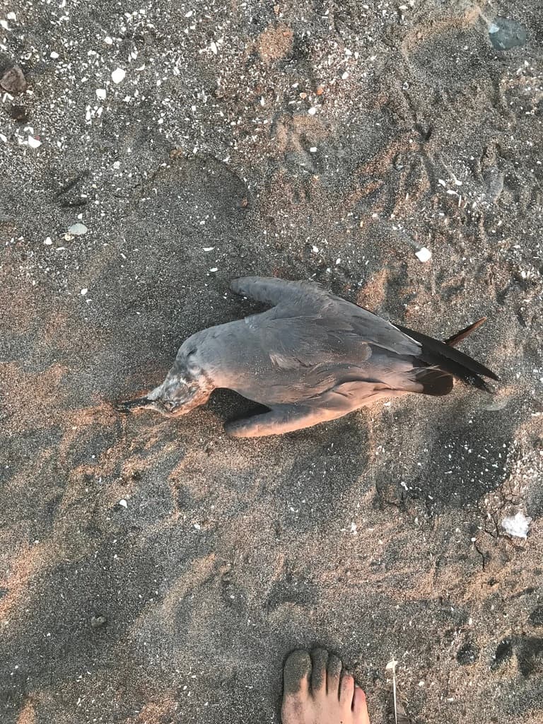 Gray Gull｜灰鸥 参考照片