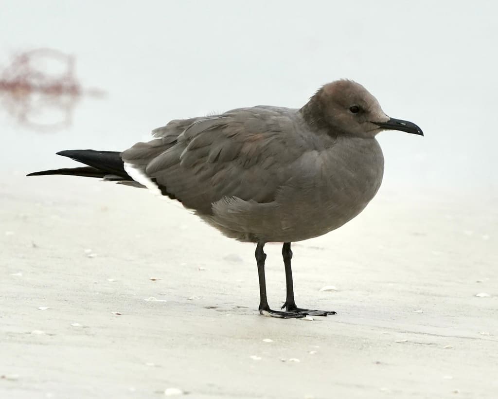 Gray Gull｜灰鸥 参考照片