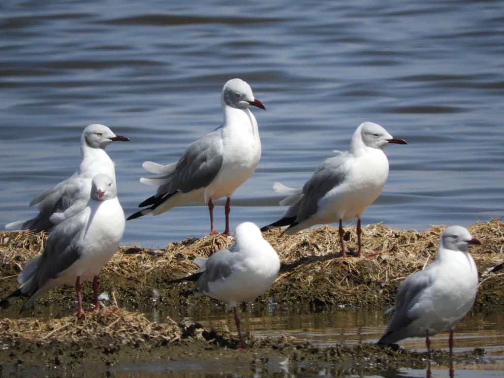 Gray-hooded Gull｜灰头鸥 参考照片