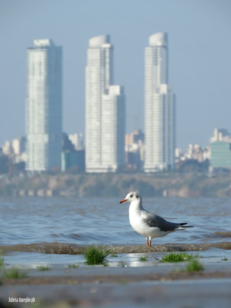 Gray-hooded Gull｜灰头鸥 参考照片