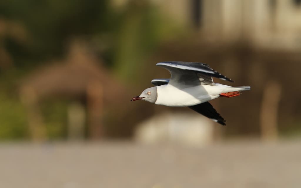 Gray-hooded Gull｜灰头鸥 参考照片