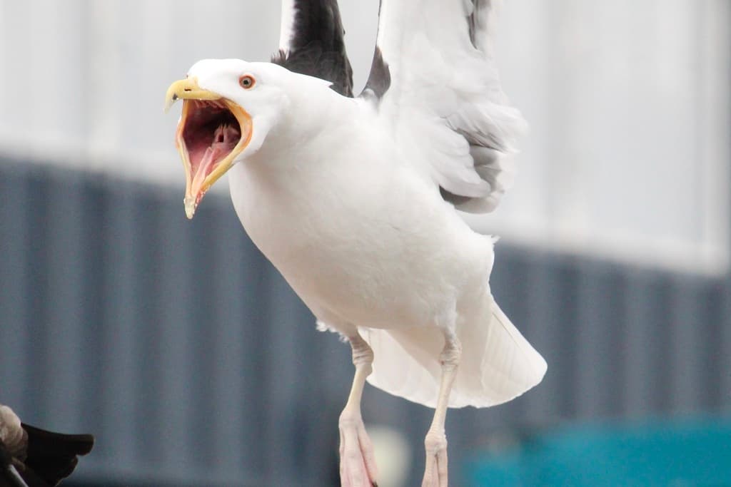 Great Black-backed Gull｜大黑背鸥 参考照片