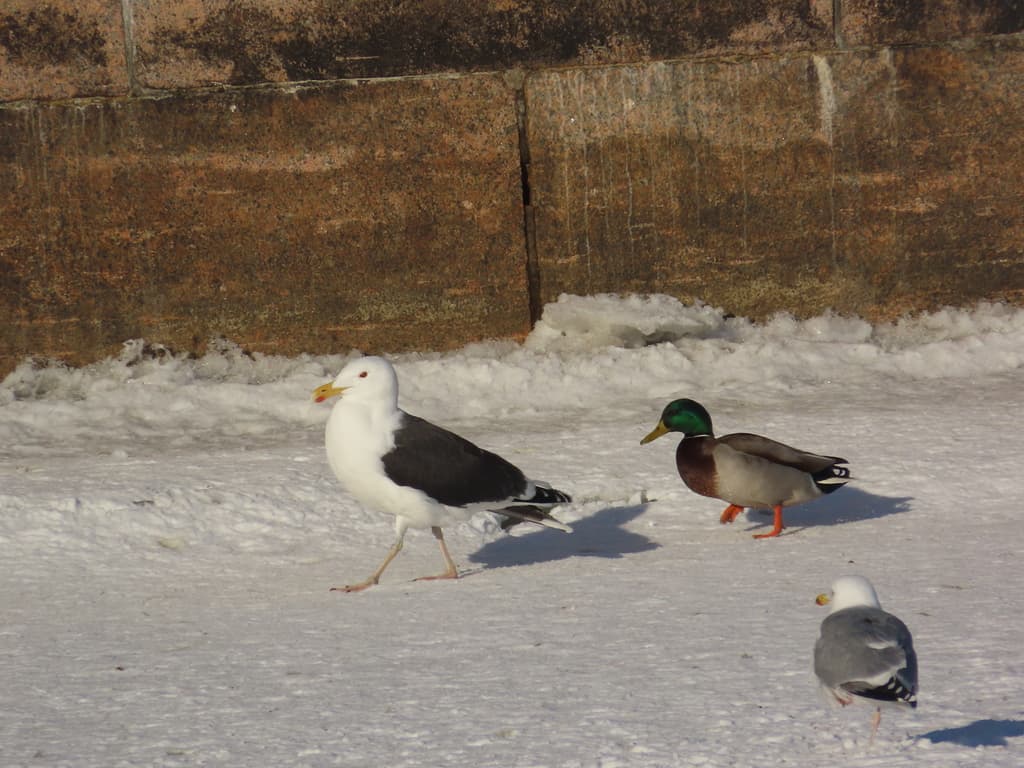 Great Black-backed Gull｜大黑背鸥 参考照片