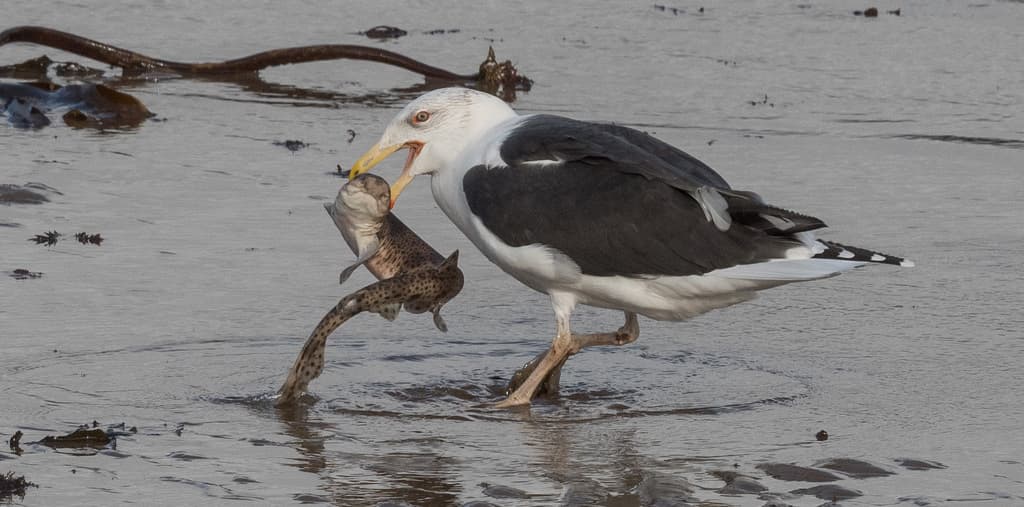 Great Black-backed Gull｜大黑背鸥 参考照片