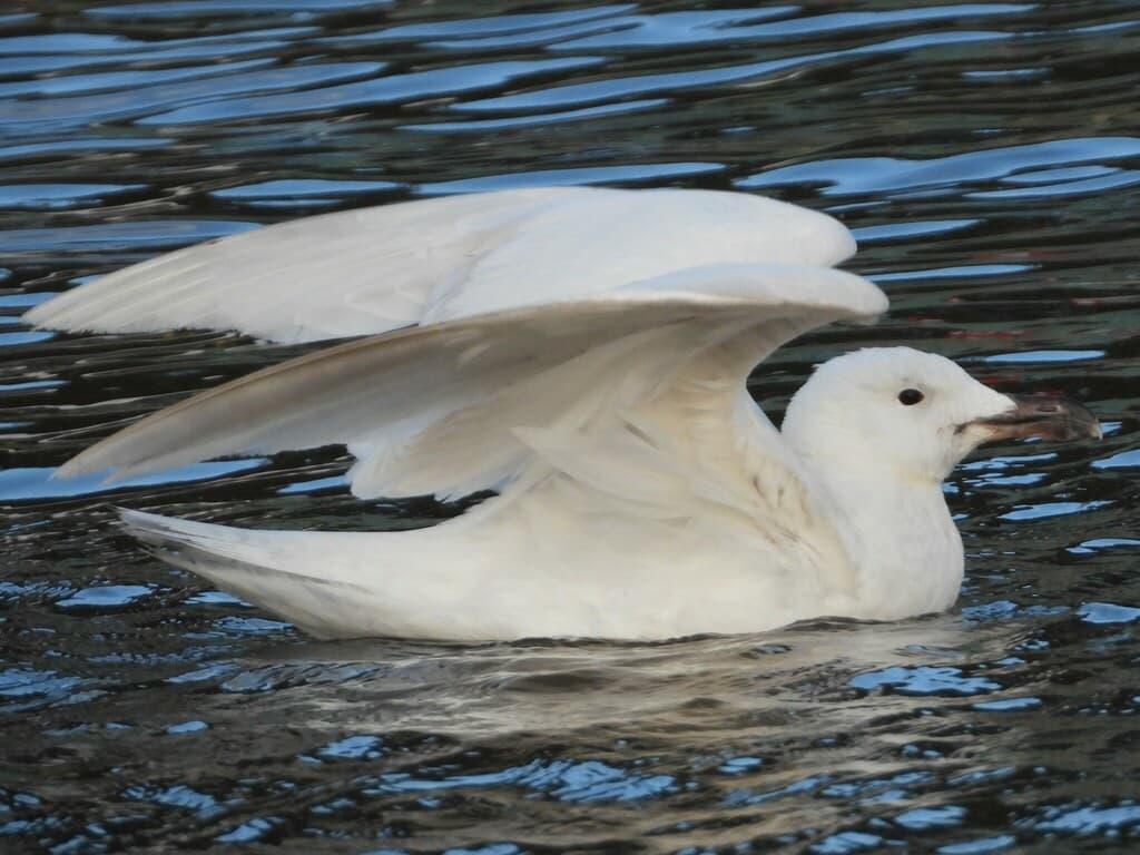 Great Black-backed Gull｜大黑背鸥 参考照片