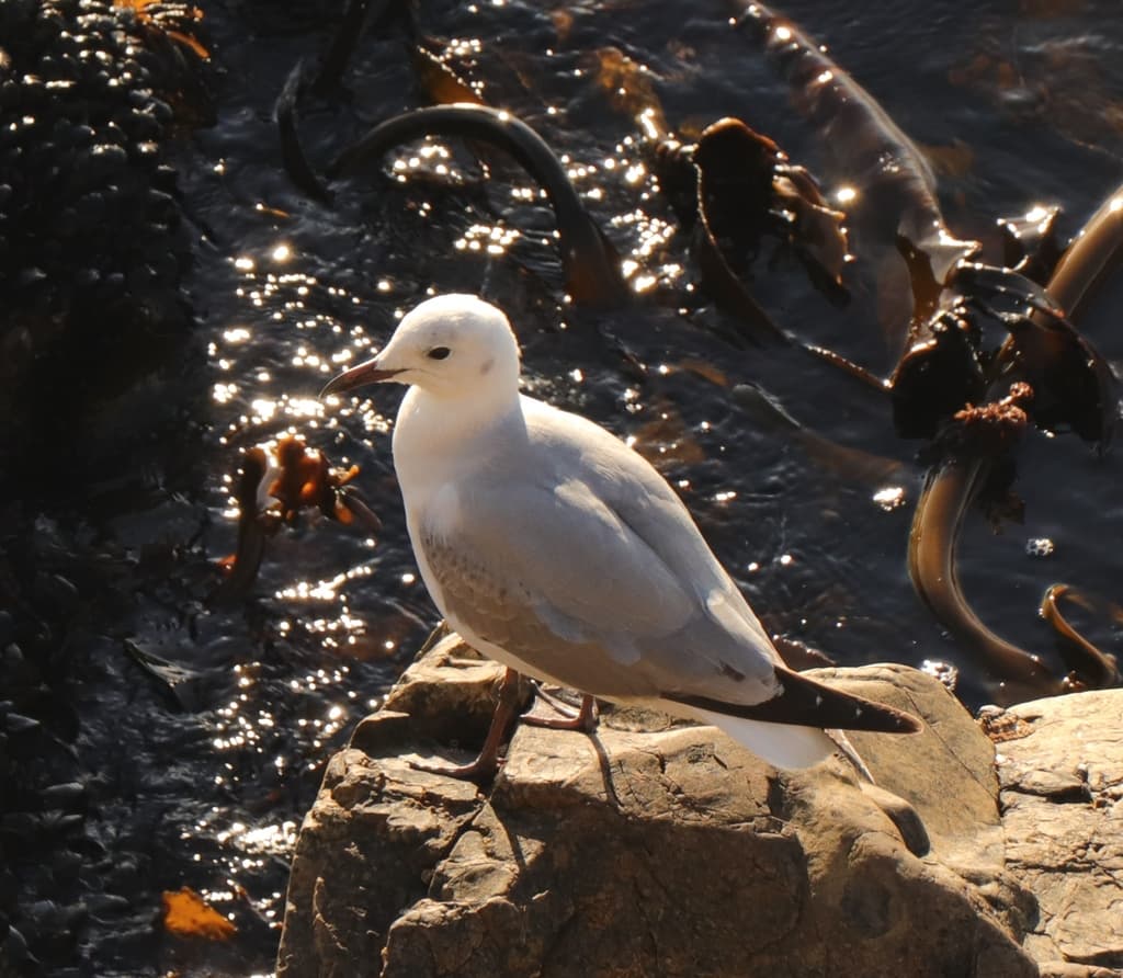 Hartlaub’s Gull｜哈特劳布鸥 参考照片