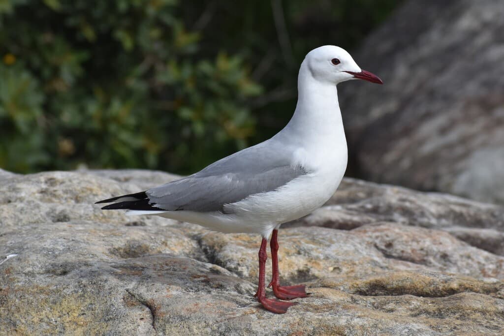Hartlaub’s Gull｜哈特劳布鸥 参考照片