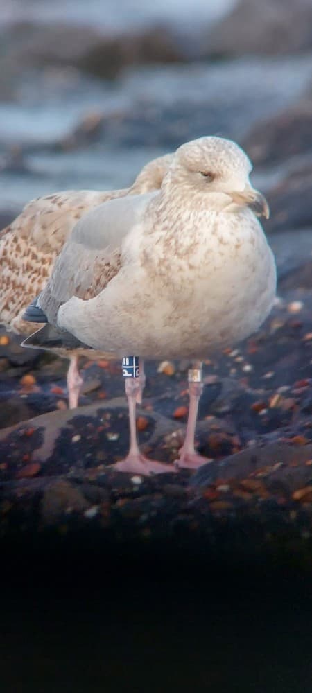 Herring Gull｜银鸥 参考照片