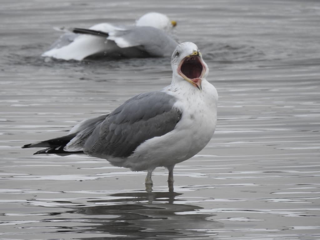 Herring Gull｜银鸥 参考照片