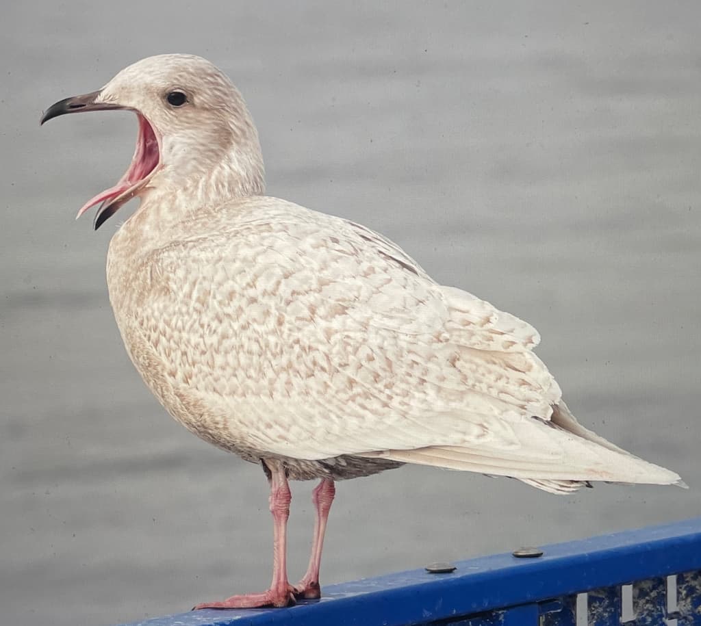 Iceland Gull｜冰岛鸥 参考照片