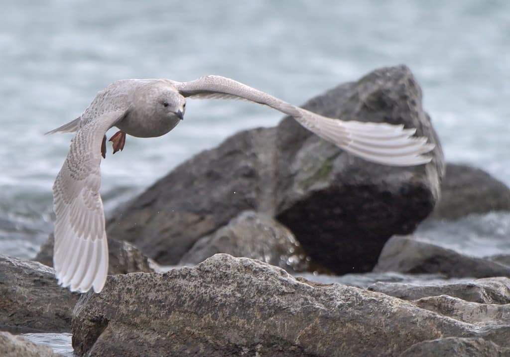 Iceland Gull｜冰岛鸥 参考照片