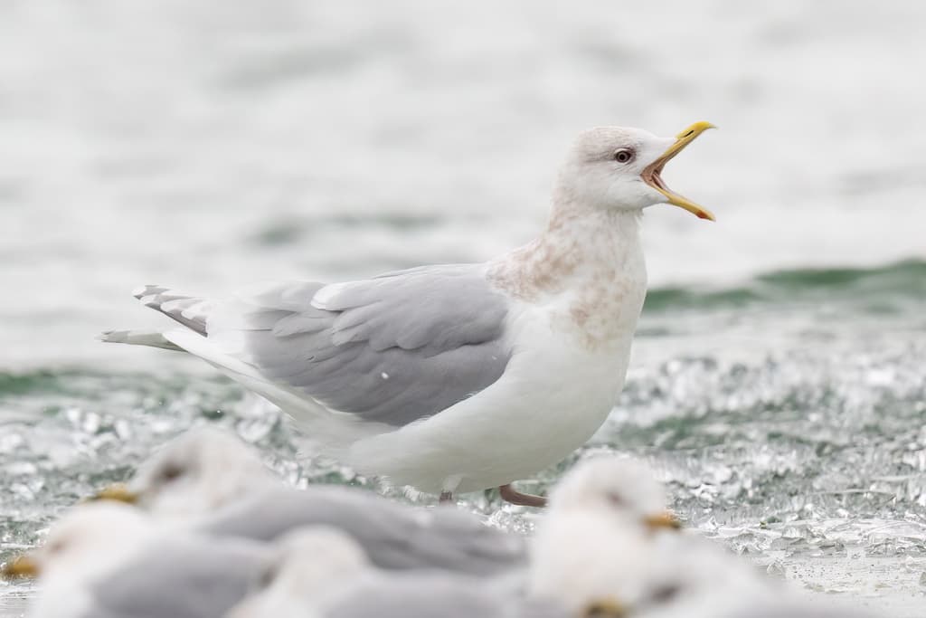 Iceland Gull｜冰岛鸥 参考照片