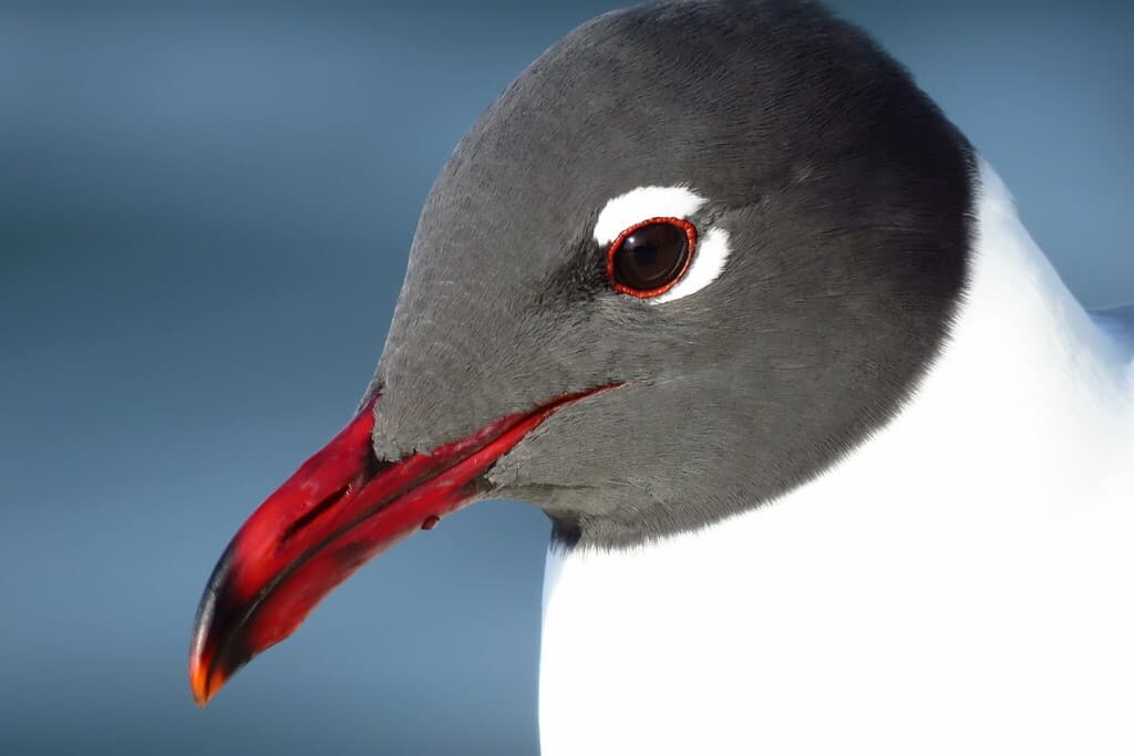 Laughing Gull｜笑鸥 参考照片