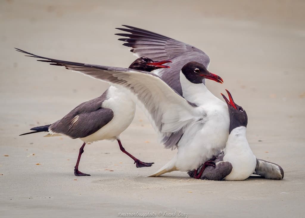 Laughing Gull｜笑鸥 参考照片