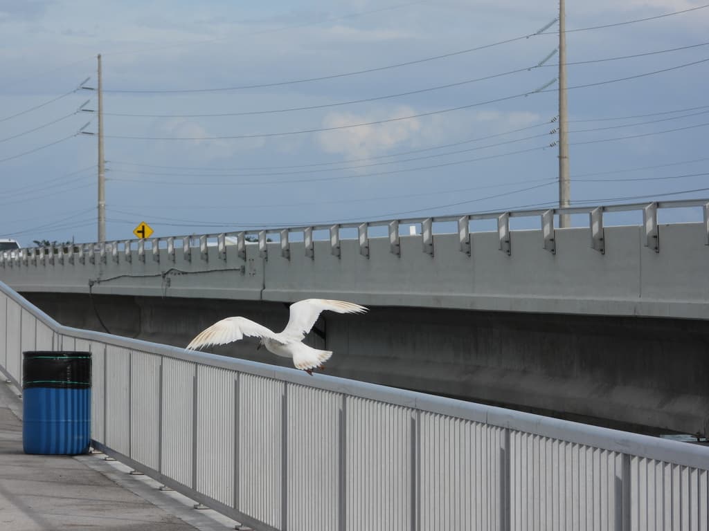 Laughing Gull｜笑鸥 参考照片