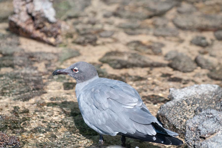 Lava Gull｜熔岩鸥 参考照片
