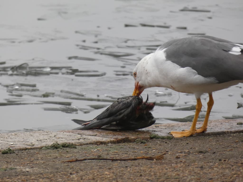 Lesser Black-backed Gull｜小黑背鸥 参考照片