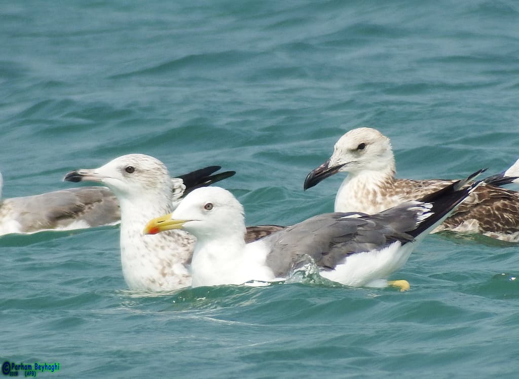 Lesser Black-backed Gull｜小黑背鸥 参考照片