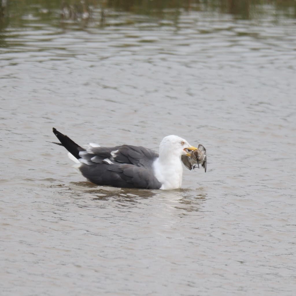 Lesser Black-backed Gull｜小黑背鸥 参考照片