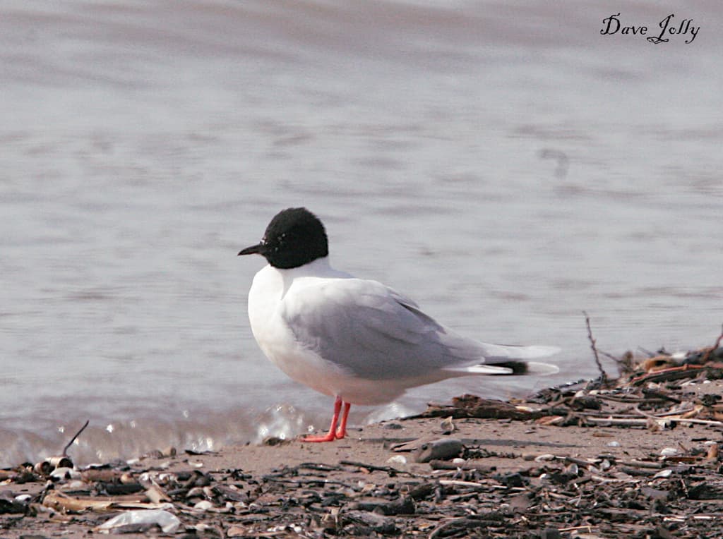 Little Gull｜小鸥 参考照片