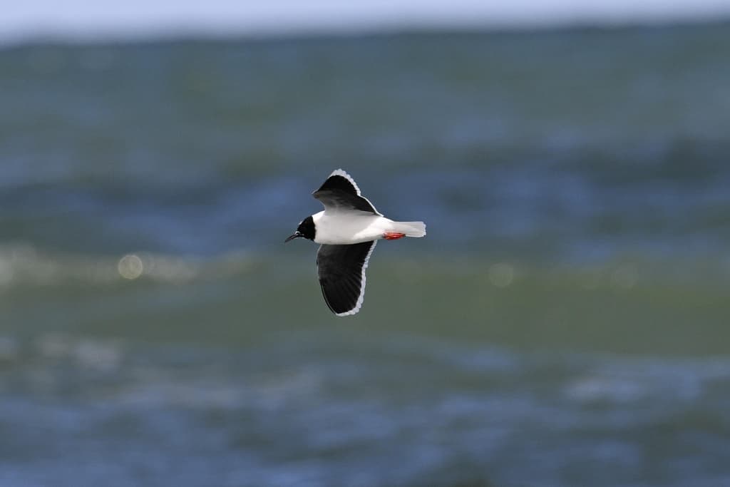 Little Gull｜小鸥 参考照片