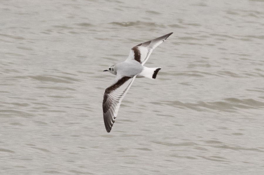 Little Gull｜小鸥 参考照片