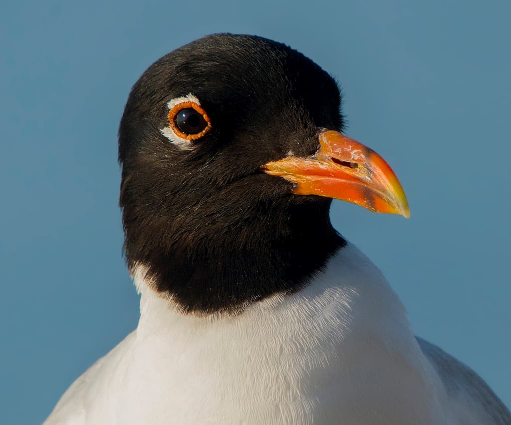 Mediterranean Gull｜地中海鸥 参考照片