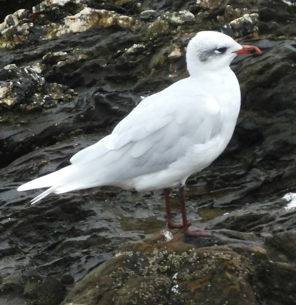 Mediterranean Gull｜地中海鸥 参考照片
