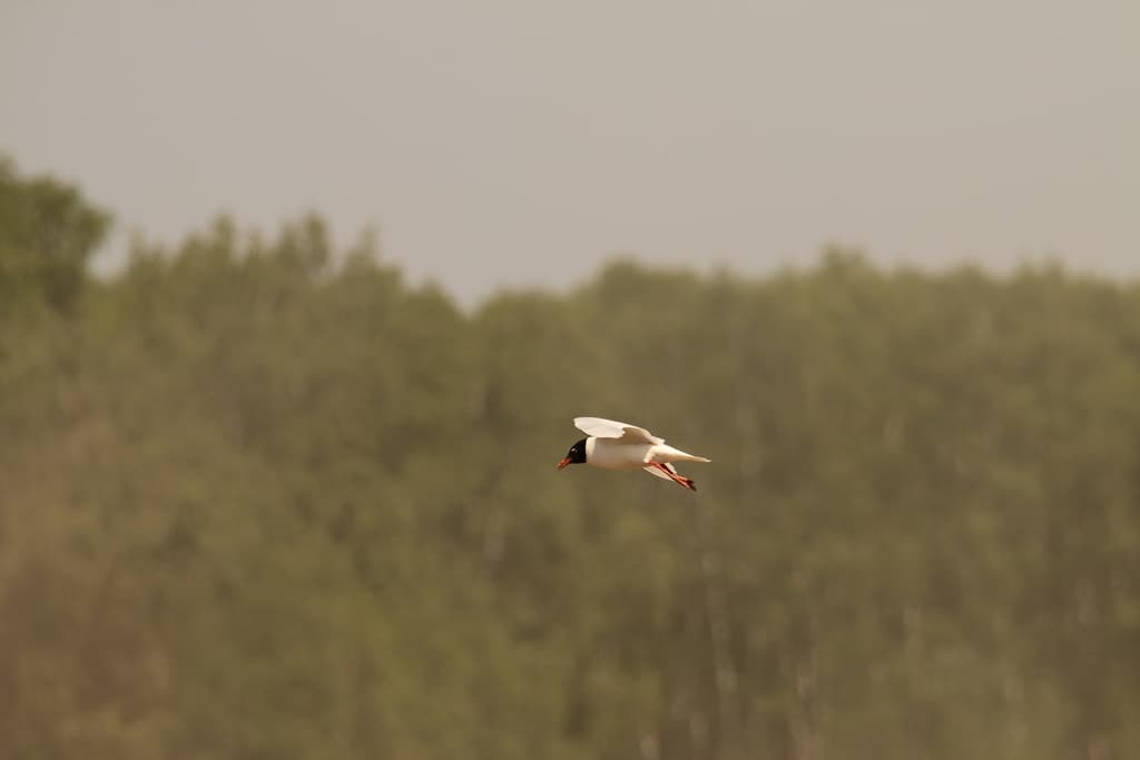 Mediterranean Gull｜地中海鸥 参考照片