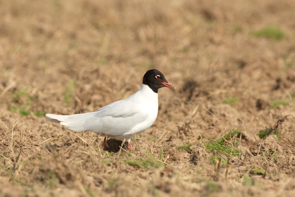 Mediterranean Gull｜地中海鸥 参考照片
