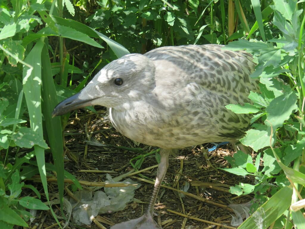 Mongolian Gull｜蒙古银鸥 参考照片
