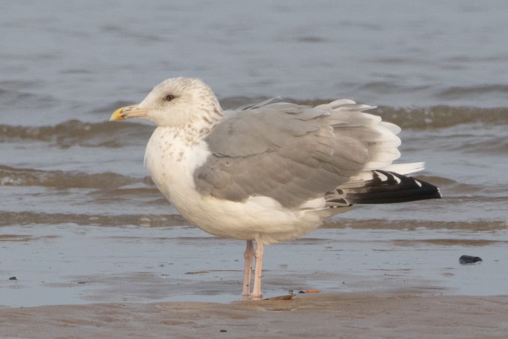 Mongolian Gull｜蒙古银鸥 参考照片