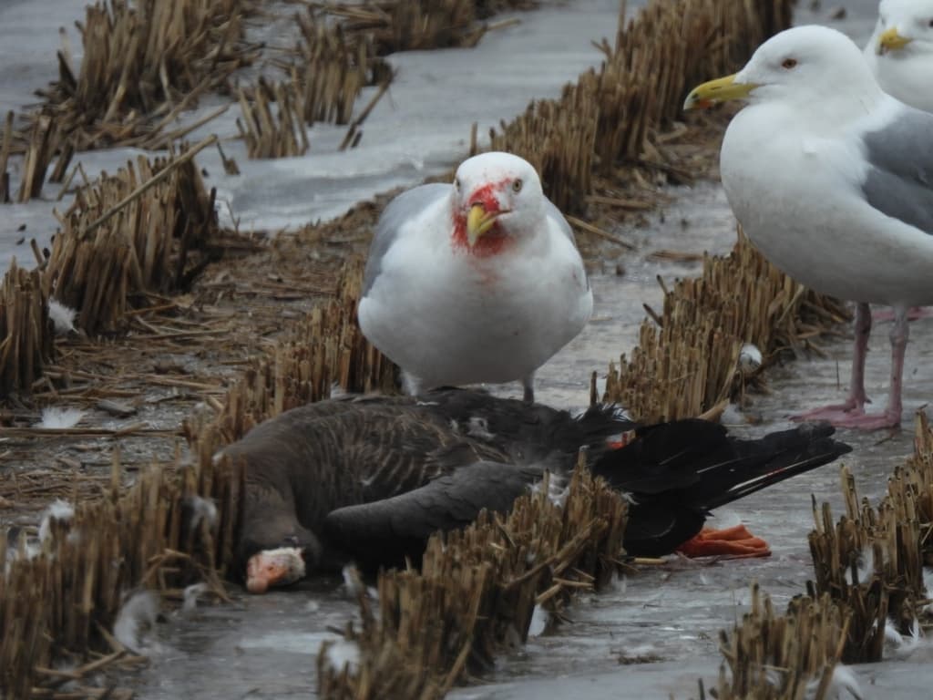 Mongolian Gull｜蒙古银鸥 参考照片