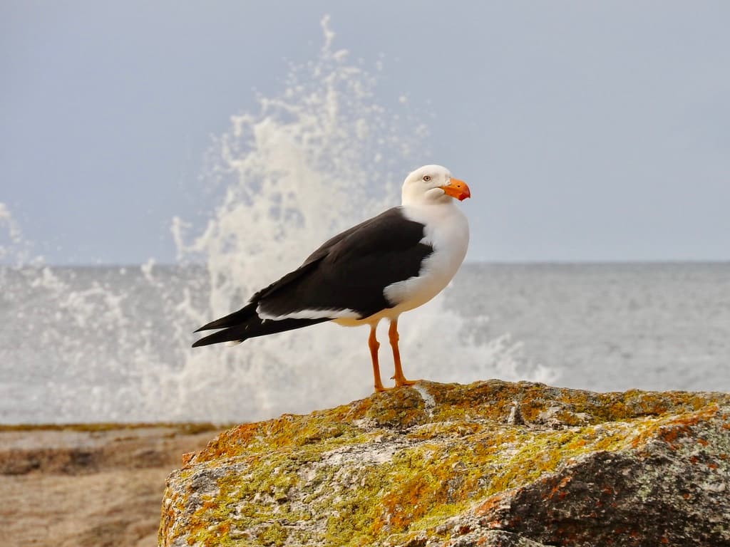 Pacific Gull｜太平洋鸥 参考照片