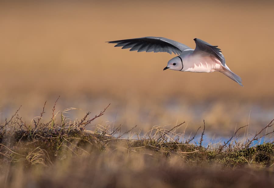 Ross’s Gull｜罗斯鸥 参考照片
