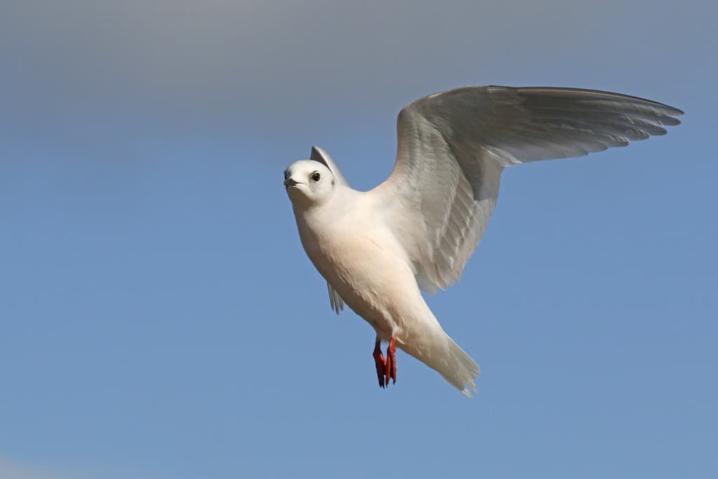 Ross’s Gull｜罗斯鸥 参考照片