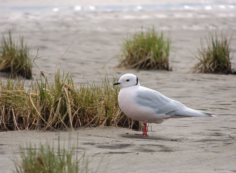 Ross’s Gull｜罗斯鸥 参考照片