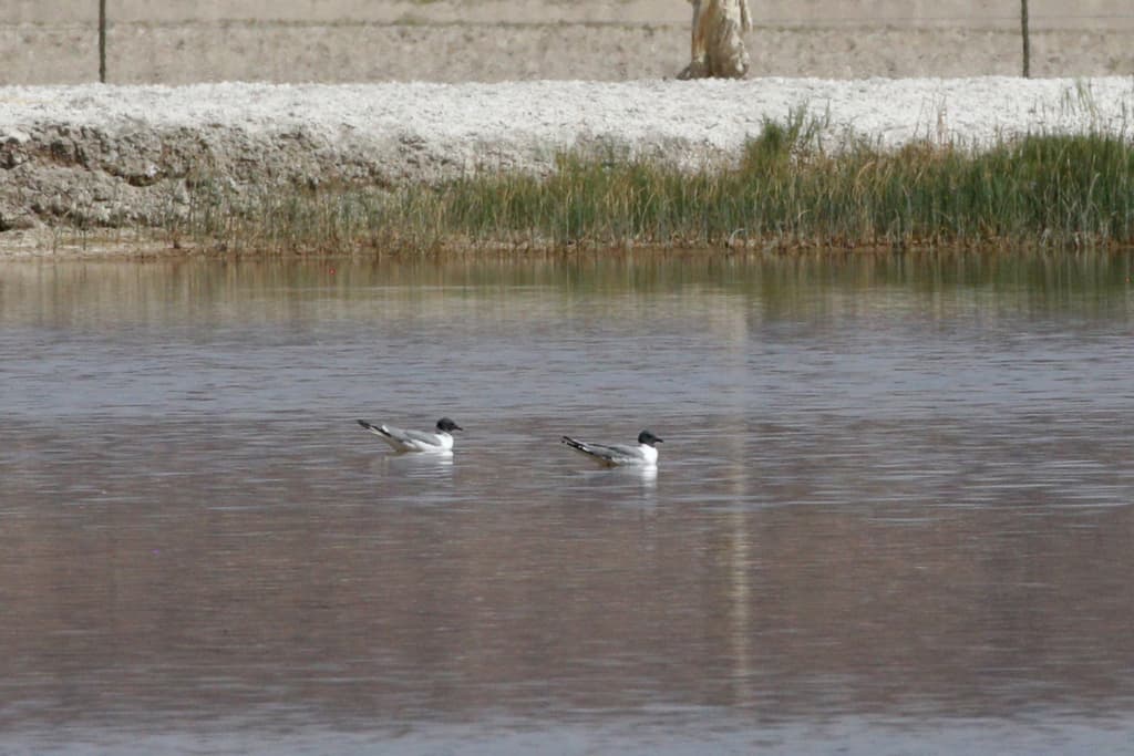 Sabine’s Gull｜叉尾鸥 / 萨宾鸥 参考照片